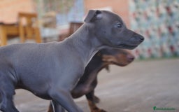 Pequeño Lebrel Italiano perros en venta: 🐾 Sirius y Selena – Galgos italianos blue 🐾 - Imagen 7