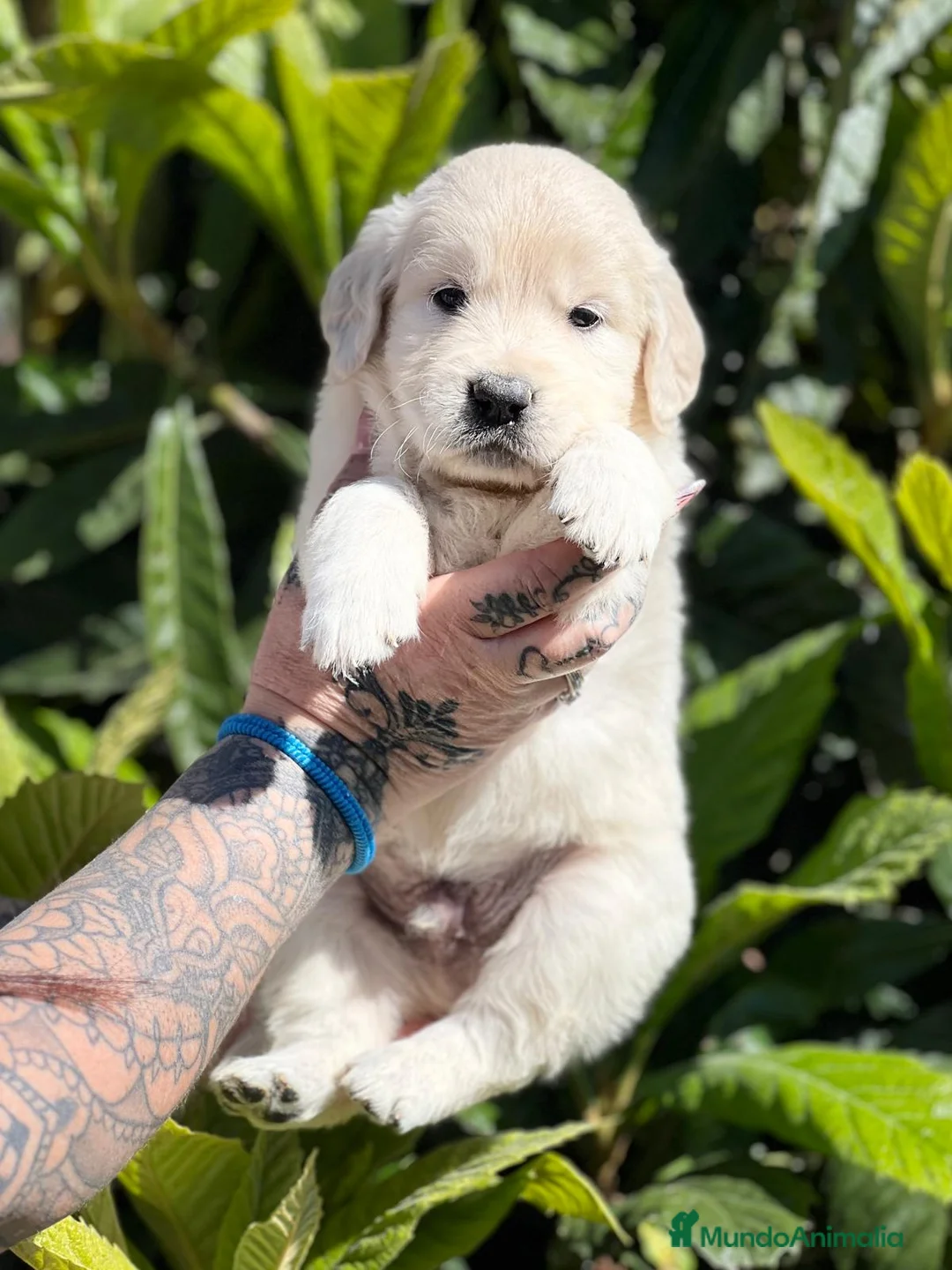 Golden Retriever perros en venta: Golden en Barcelona - Anuncio 3