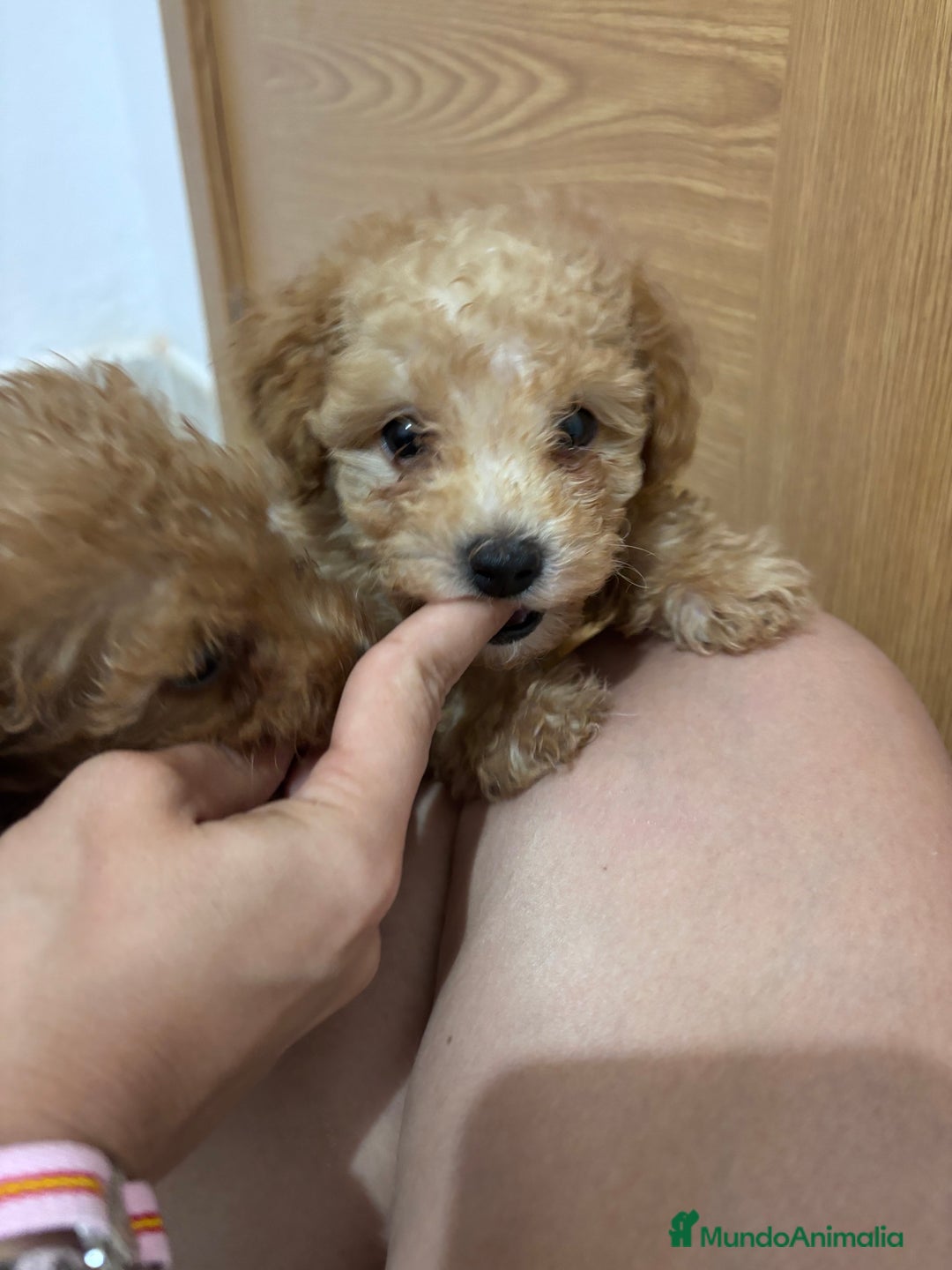 Caniche Toy perros en venta: Disponible caniche toy  - Imagen 5