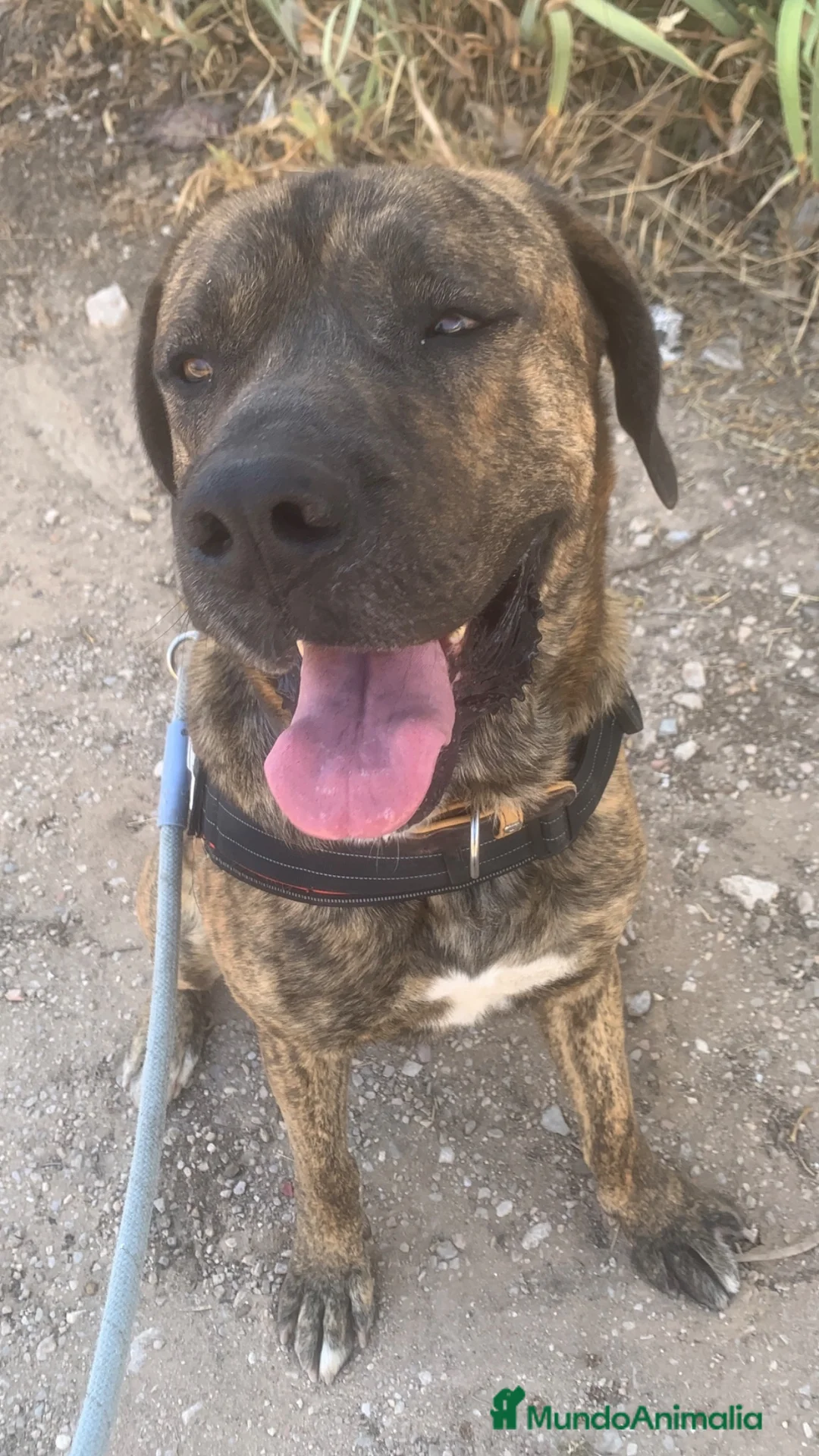 Raza Mixta perros en adopcion: THOR ❤️✨ en adopción  - Anuncio 2