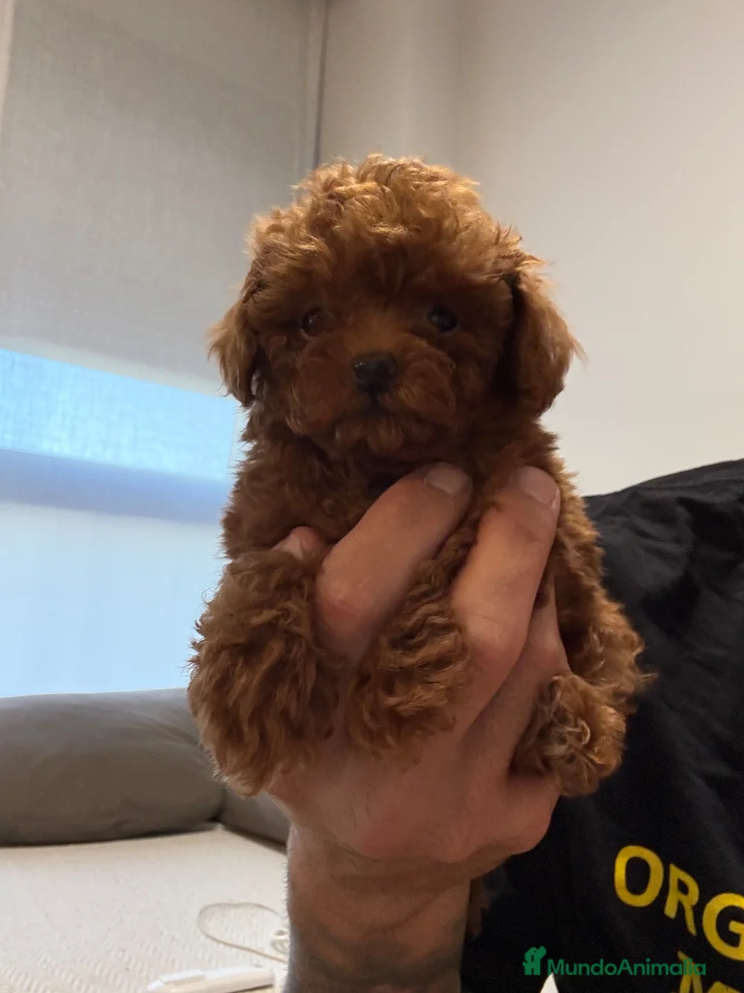 Caniche Toy perros en venta: 🐩 CANICHE TOY ROJO PIMENTÓN — 2 MESES 🤎  ✨  en Madrid - Anuncio 2