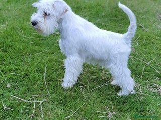 Schnauzer Miniatura perros - Anuncio 2