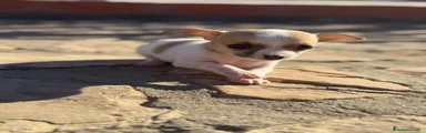 Chihuahua 3