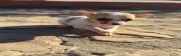 Chihuahua perros en venta: Chihuahuas Toy de calidad  - Anuncio 14