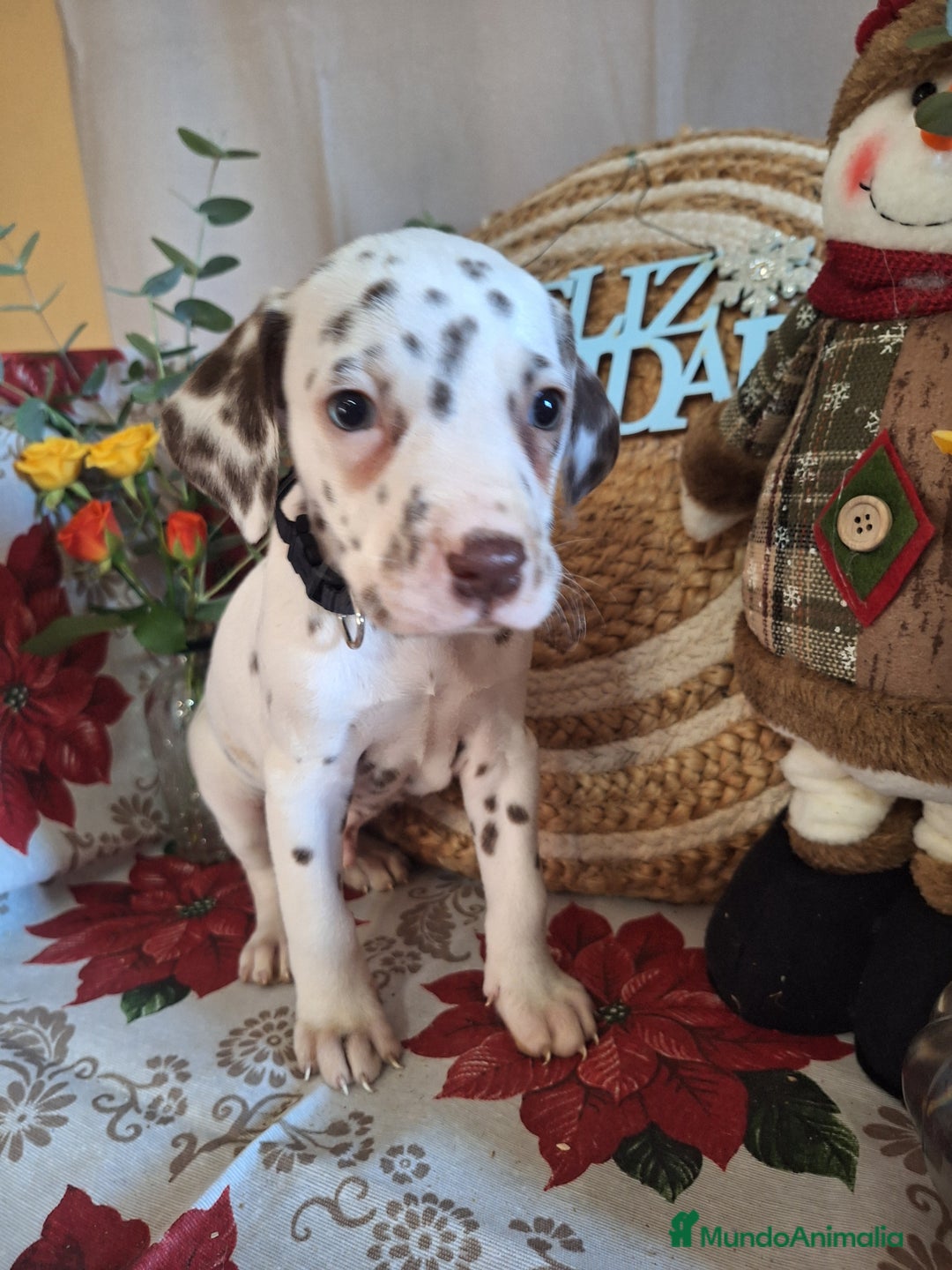 Dálmata perros en venta: DALMATA  - Anuncio 7