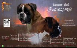Boxer perros en venta: Boxer - Imagen 1