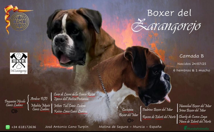 Boxer perros - Anuncio 1