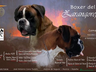 Boxer perros en venta - Anuncio 1