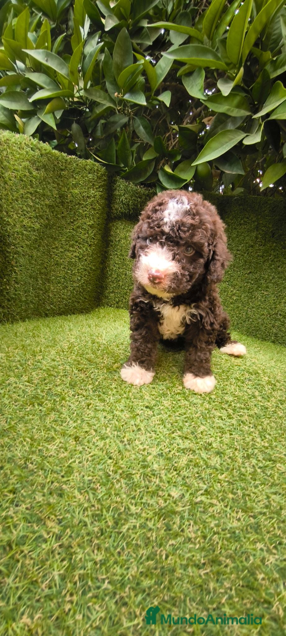 Perro de Agua Español perros preciosa camada perros agua  chocolates y blancos  - Anuncio 1