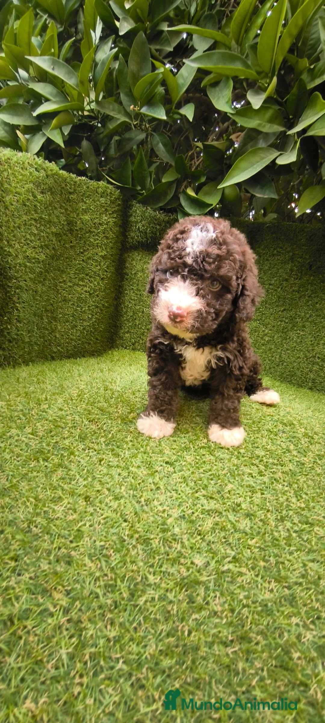 Perro de Agua Español perros en venta: preciosa camada perros agua  chocolates y blancos  - Anuncio 1