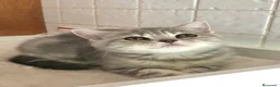 Británico de Pelo Corto gatos en venta: Gata british tabby azul - Anuncio 3