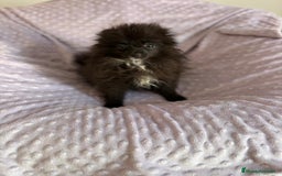 Pomerania perros en venta: Lulu pomerania MICRO TOY  - Imagen 11