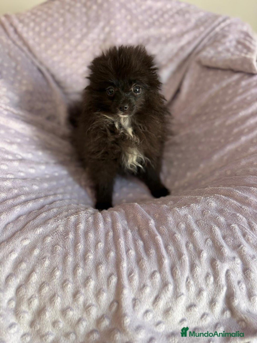 Pomerania perros en venta: Lulu pomerania MICRO TOY  - Imagen 11