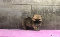 Pomerania perros en venta: Pomerania mini  - Imagen 2