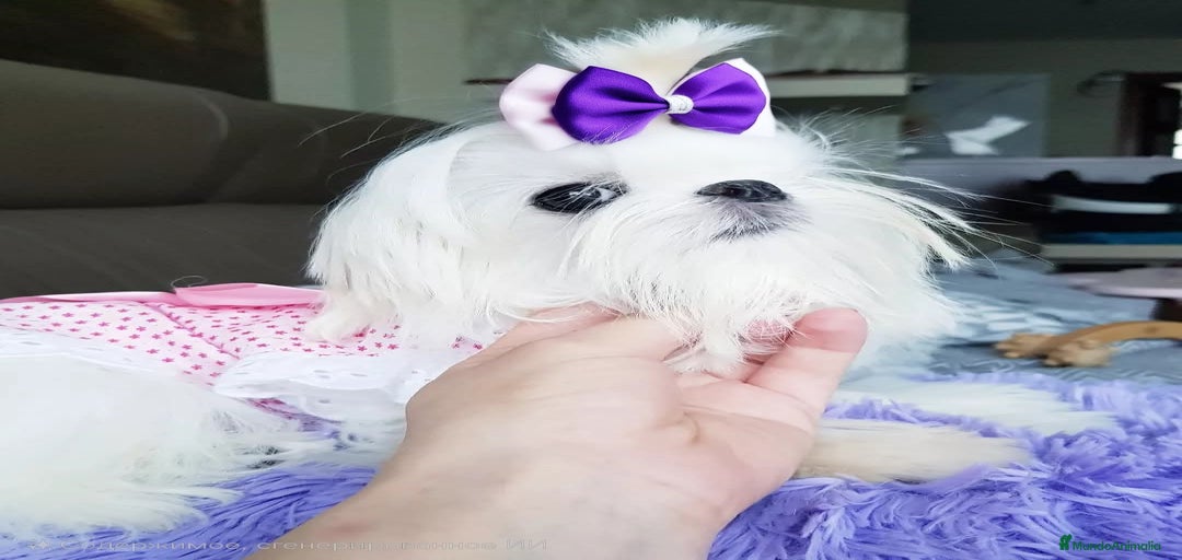 Imagen de galería {{count}}