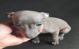 Pequeño Lebrel Italiano perros en venta: Galgo italiano (machos) - Imagen 2