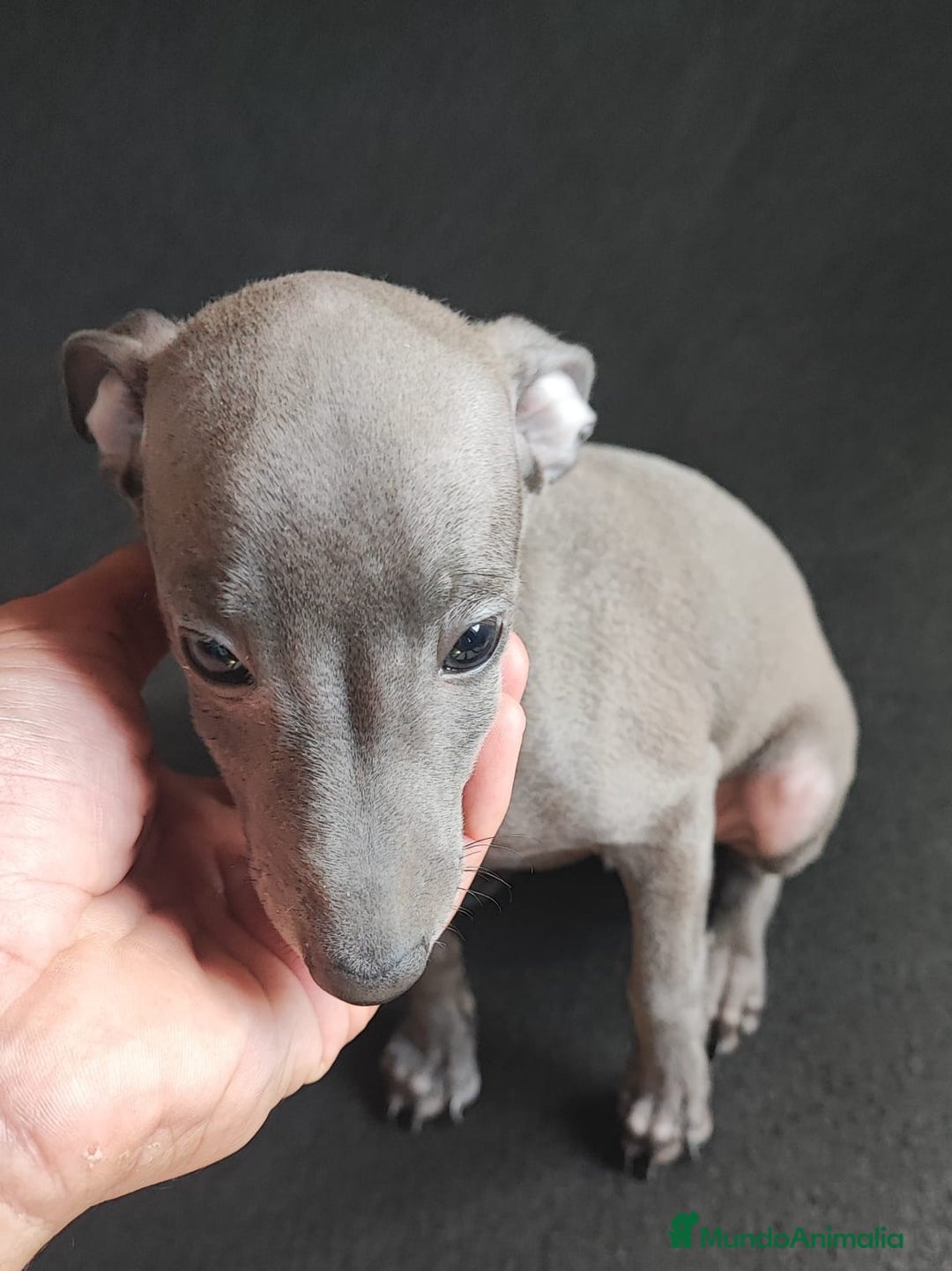 Pequeño Lebrel Italiano perros en venta: Galgo italiano (machos) - Imagen 2