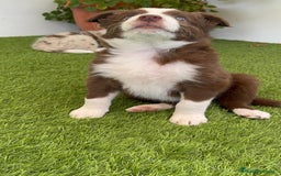 Border Collie perros en venta: BORDER COLLIE HEMBRA  - Imagen 9