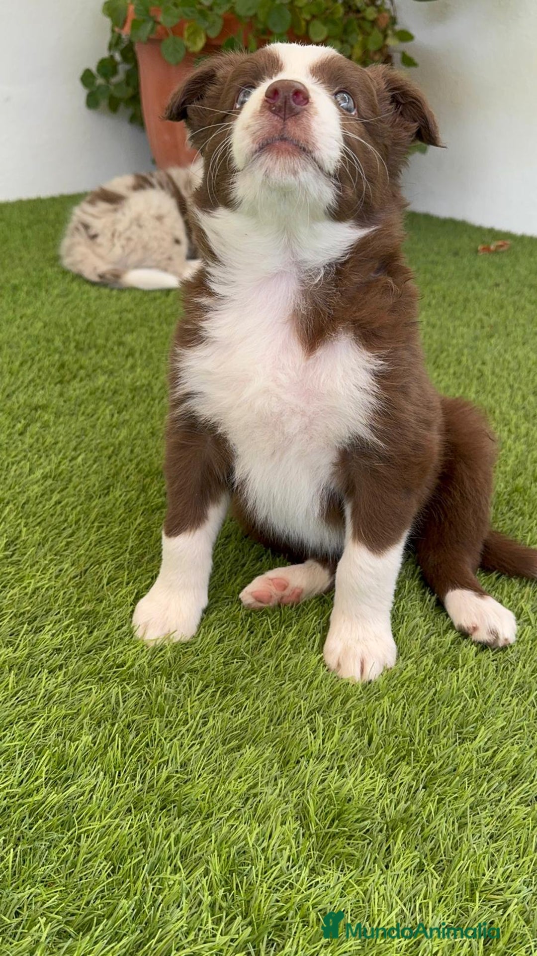 Border Collie perros en venta: BORDER COLLIE HEMBRA  - Imagen 9