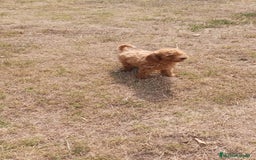 Caniche Enano perros en venta: CANICHE ENANO ROJO - Imagen 6