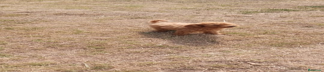 Caniche Enano Cachorro 4