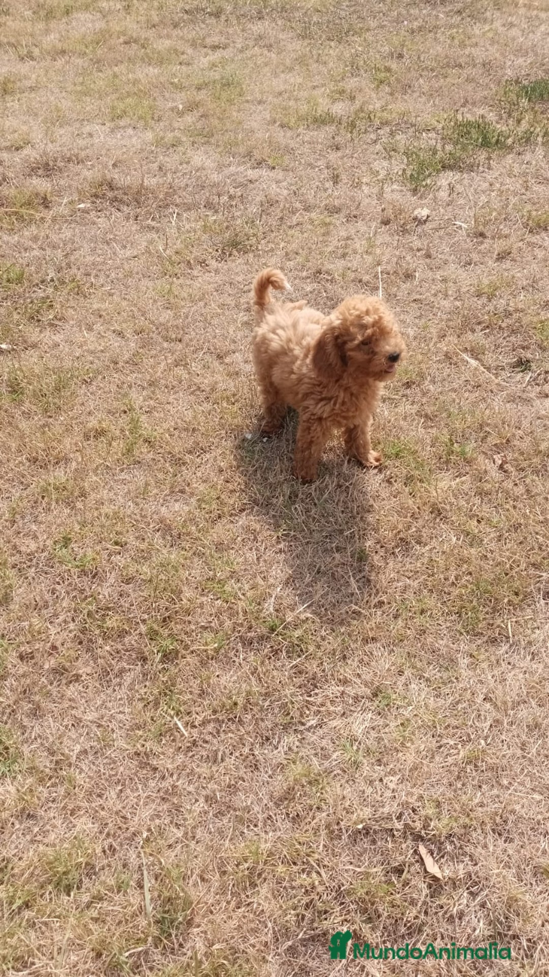 Caniche Enano perros en venta: CANICHE ENANO ROJO - Imagen 6