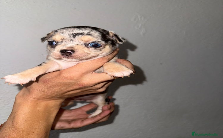 Chihuahua perros - Anuncio 3