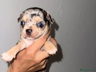 Chihuahua perros - Anuncio 40