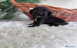 Cocker Spaniel Inglés perros en venta: COCKER SPANIEL INGLES - Imagen 3