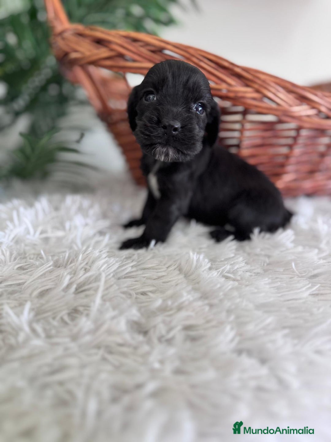 Cocker Spaniel Inglés perros en venta: COCKER SPANIEL INGLES - Imagen 3