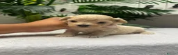Maltipoo perros en venta: MALTIPOO - Anuncio 4
