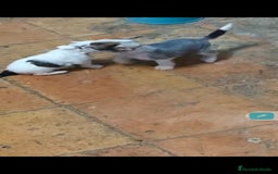 Perro Crestado Chino perros en venta: Increíbles crestado chino!!! - Anuncio 5