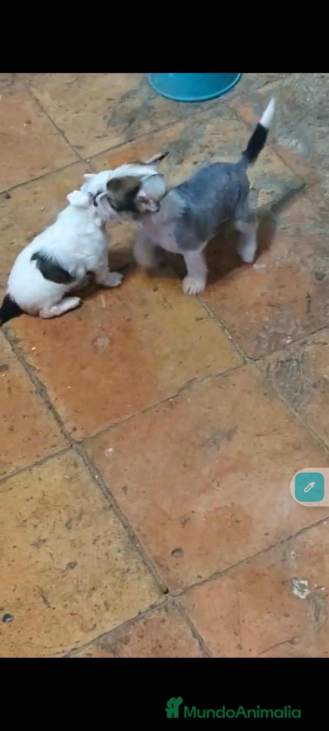 Perro Crestado Chino perros en venta: Increíbles crestado chino!!! - Anuncio 5