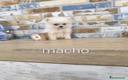 Pomerania perros en venta: pomerania macho toy blanco - Imagen 3