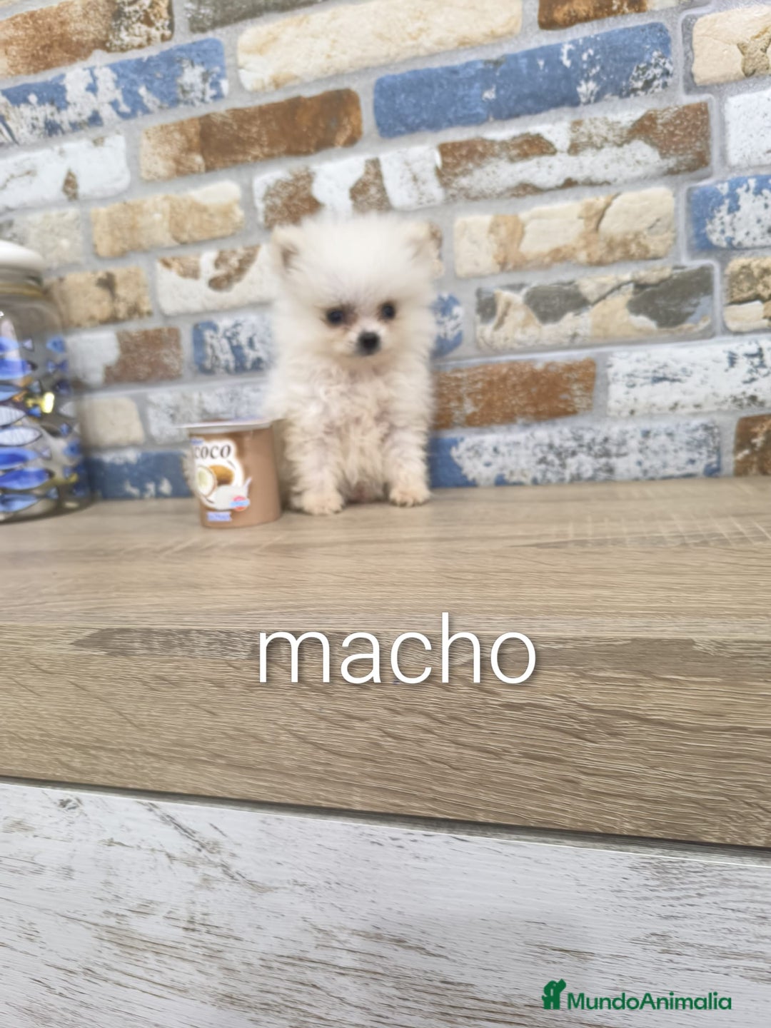Pomerania perros en venta: pomerania macho toy blanco - Imagen 3