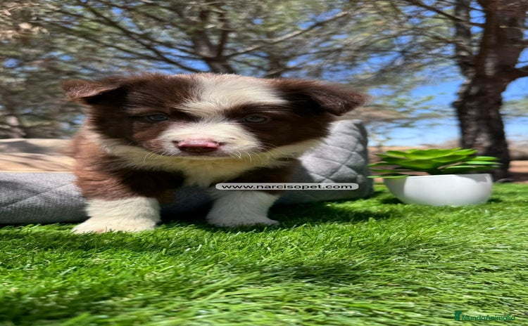 Border Collie perros - Anuncio 17