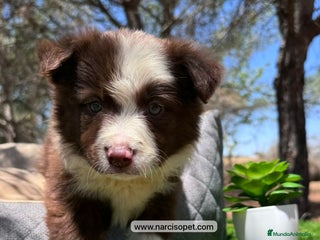 Border Collie perros - Anuncio 38