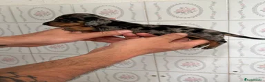 Teckel Miniatura Cachorro 1