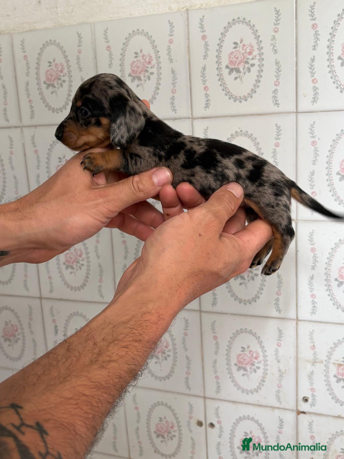 Teckel Miniatura perros en venta: Teckel Miniatura  - Anuncio 1