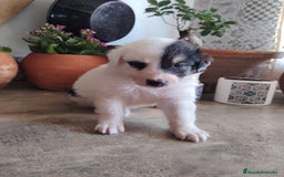 Border Collie perros en venta: Hembras de border collie - Imagen 2