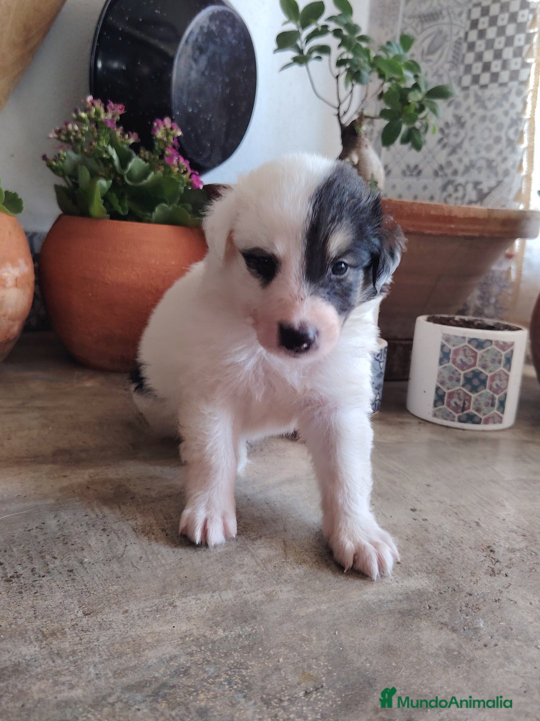 Border Collie perros en venta: Hembras de border collie - Imagen 2