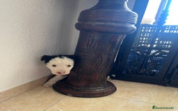 Border Collie perros en venta: BORDER COLLIE - Imagen 11