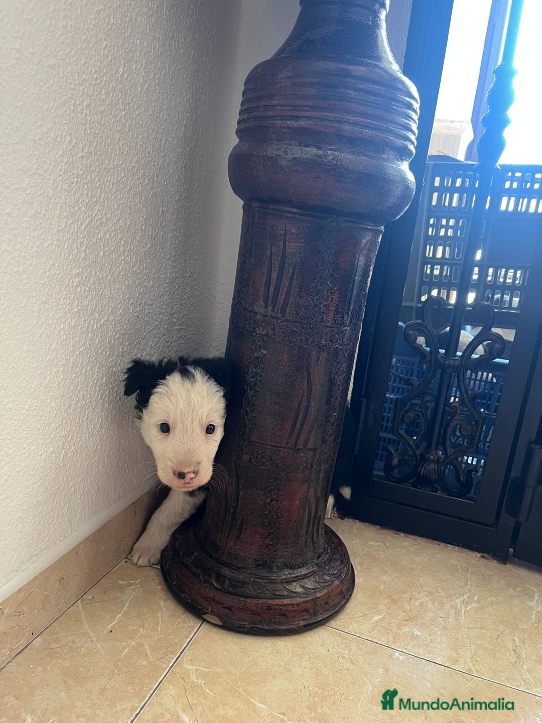 Border Collie perros en venta: BORDER COLLIE - Imagen 11