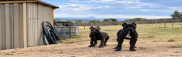 Cane Corso perros en venta: CANE CORSO - Anuncio 2