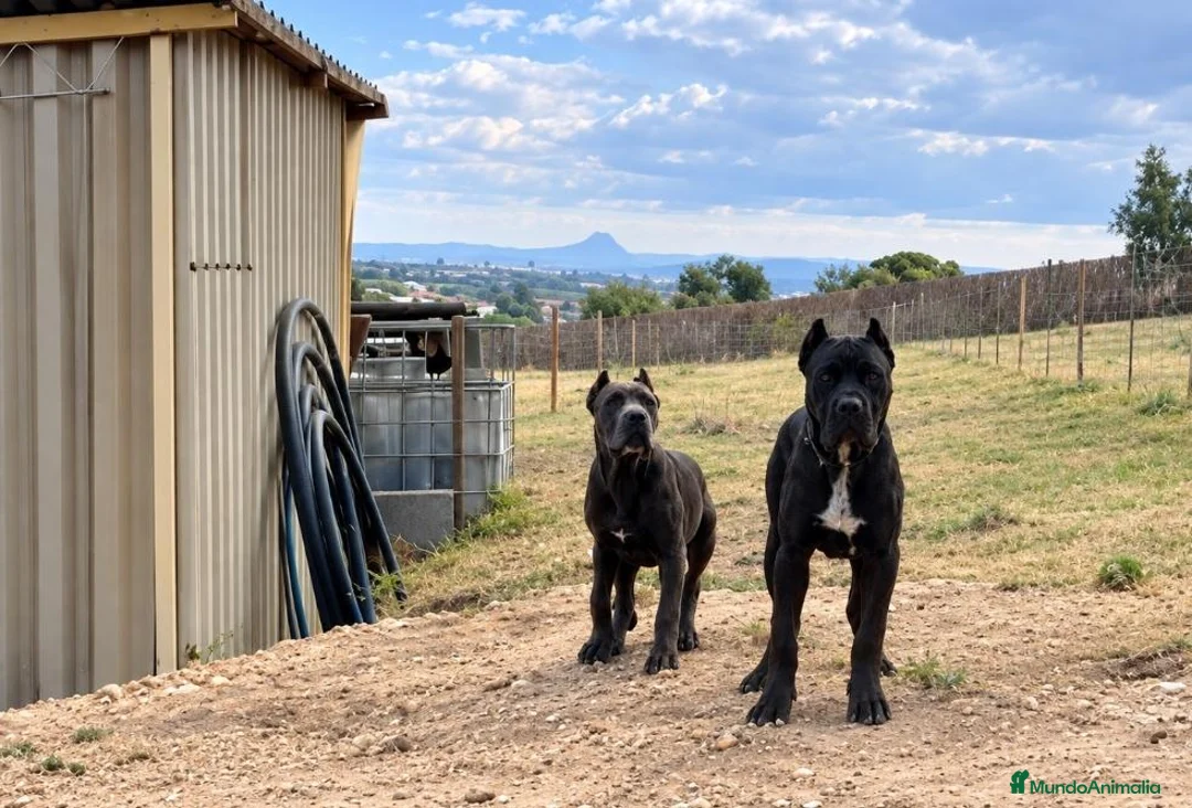 Cane Corso perros en venta: CANE CORSO - Anuncio 2
