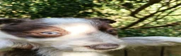 Border Collie perros en venta: Cachorros border collie  - Anuncio 7