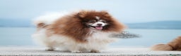 Pomerania perros para monta: MACHO POMERANIA ABIERTO A MONTAS LÍNEA TAILANDESA en Cantabria - Anuncio 3