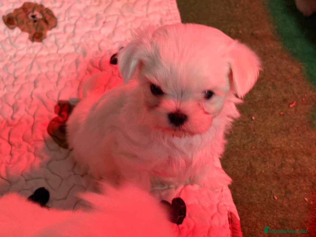 Bichón Maltés perros en venta: BICHON MALTES - Anuncio 3
