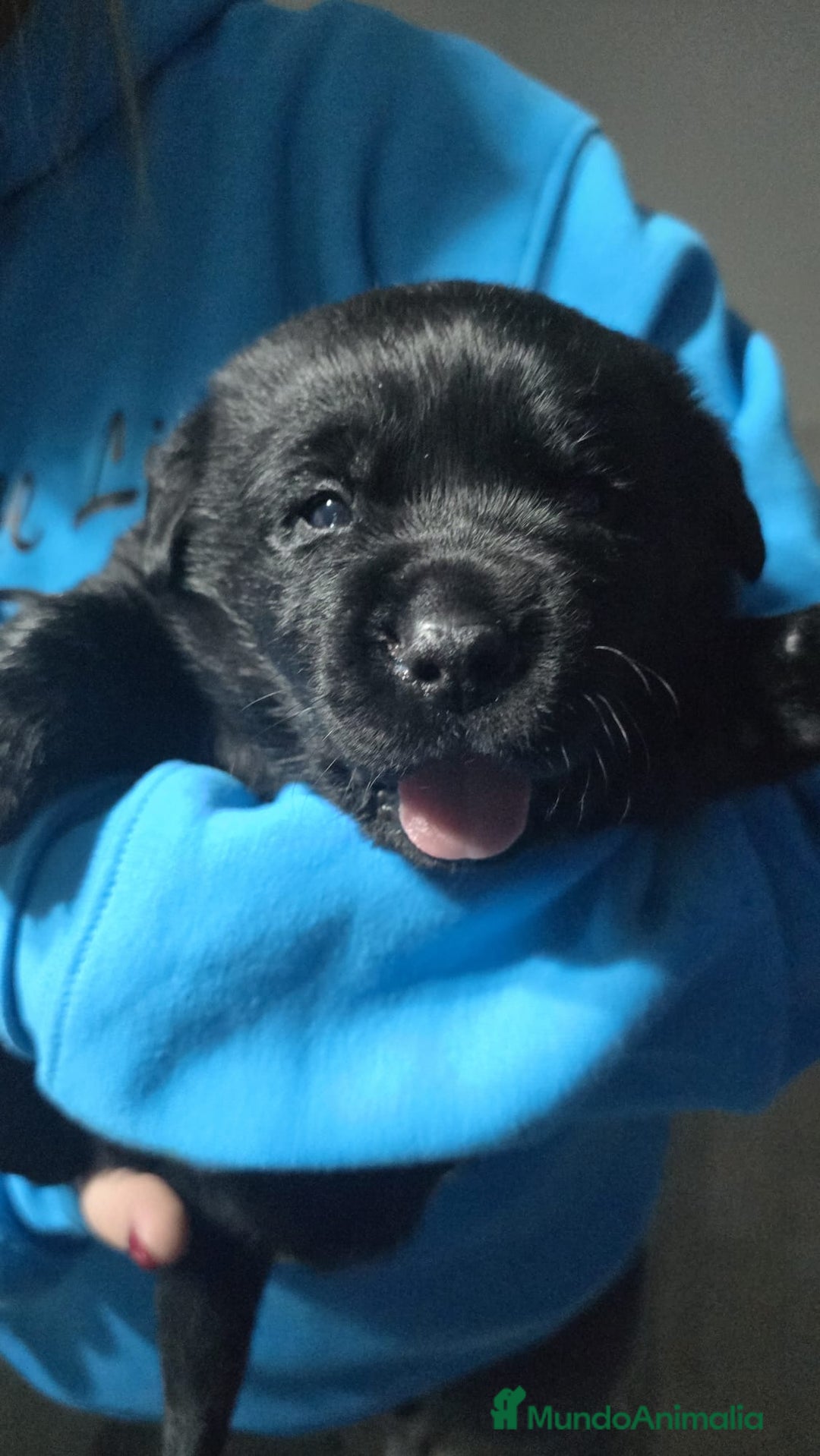 Labrador Retriever perros en venta: Labrador chocolate  - Anuncio 3