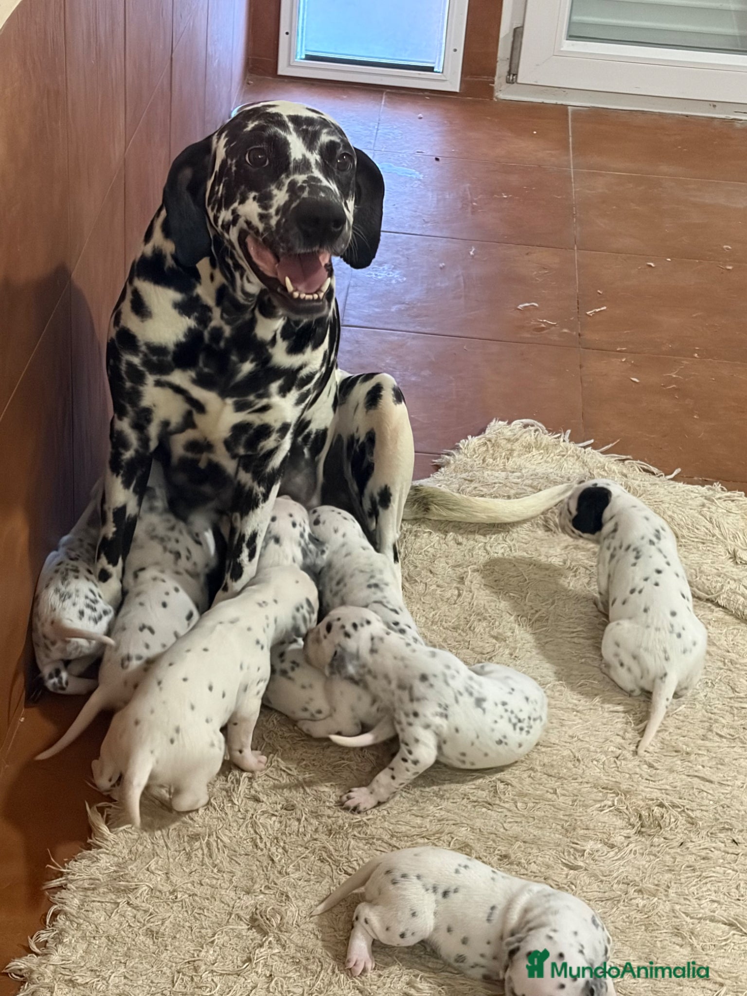 Dálmata perros Dalmatas - Anuncio 1